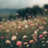 Wildflowers on a field, via a desaturated view